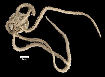 Media type: image;   Invertebrate Zoology OPH-3168 Aspect: ventral